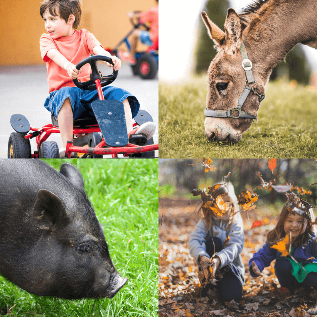 Pigs, go cart, donkey and kids playing.